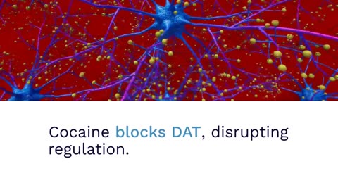 Scientists Uncover How Cocaine Tricks the Brain Into Feeling Good