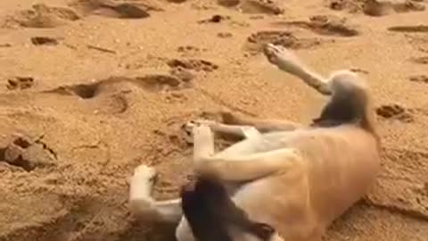 A lonely dog in the Beach