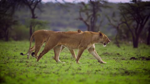 Lionesses Walking Together