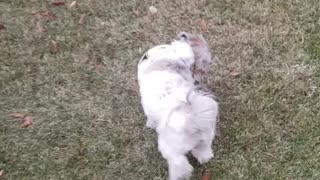 Dog that loves to play soccer.