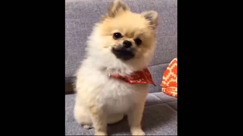 Funny dog clip for kids