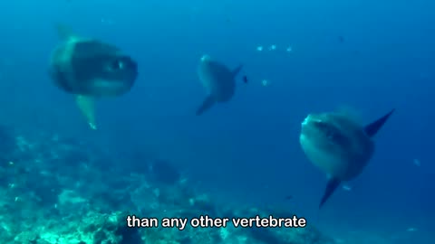 Ocean sunfish- A Giant Mola Mola floating heads from the depth.... Facts of the largest bony fish