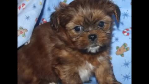 Watch a Shorkie PUPPY Grow