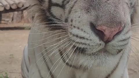 The mighty white tiger