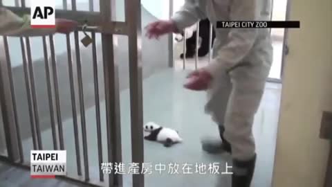 Baby Panda Meets Mom For First Time