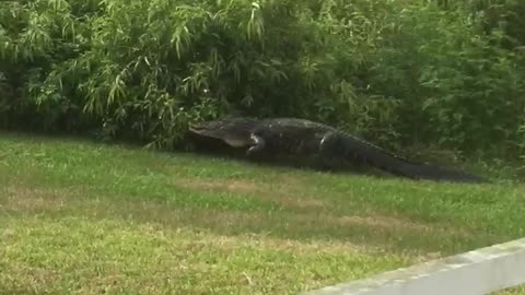 Backyard Gator