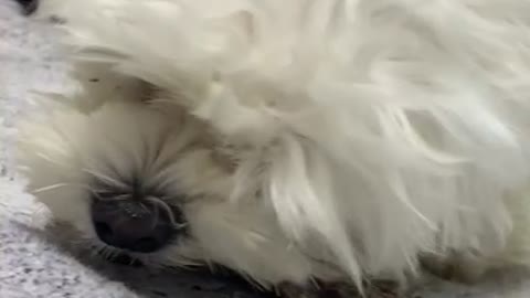 Cute puppy (Maltese) Dog eating snacks