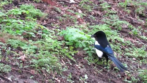 THINGS YOU NEED TO KNOWN ABOUT MAGPIES