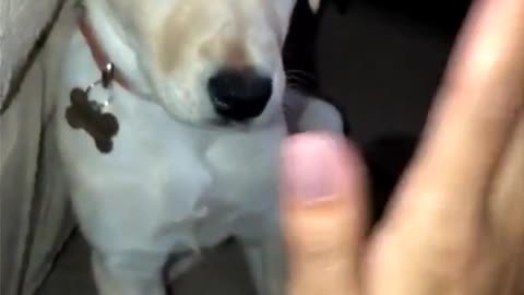 here’s sailor doing a high five 🙂 | Training Your Dog's In Description