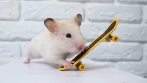 Skater hamster on mini skating board