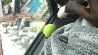 Edgy Tennis Ball Dilemma