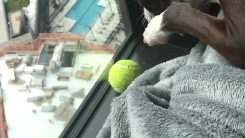 Edgy Tennis Ball Dilemma