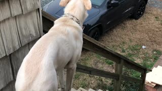 Excited Pup Gets The Wiggles