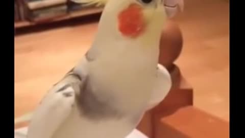 This parrot his voice relaxing the breath