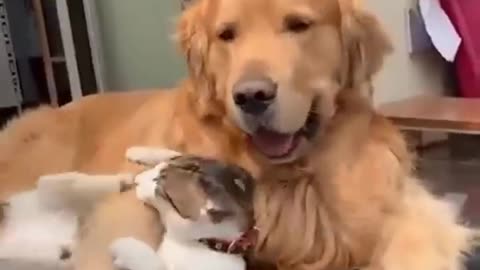 Cat and Dog Friendship - Dog and Cat Pure Love #short