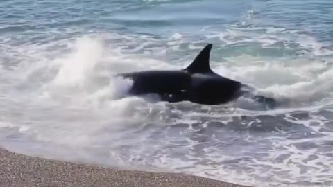 The sea monster that came ashore and attacked