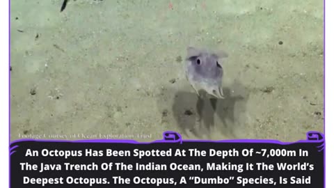 The Earth's Deepest Octopus - A 'Dumbo' Marvel