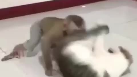 The monkey does not let the cat rest