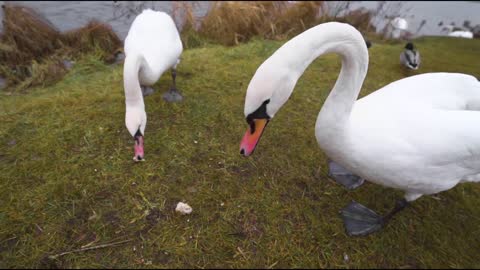 Man feeds swans and wild ducks from his hands near the lake in the wild