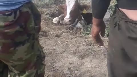 cow stuck in problem.