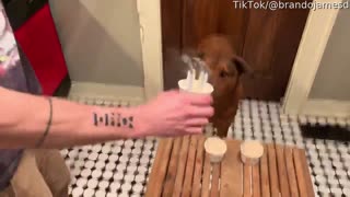 Birthday Dog Blows Out His Own Candles