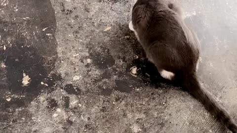 Scheming Kitty Gets Its Comeuppance