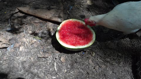 Chickens' favorite dish: Leftovers Delight (ham bone, beans, and watermelon).