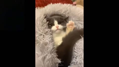 Adorable animals funny videos the best around