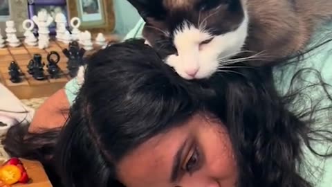 Funny Cat Lays on Pet Parent's Head While Scrolling on TikTok!