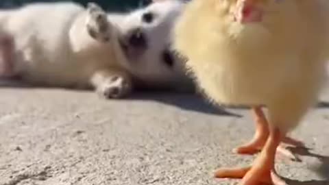 funny animals