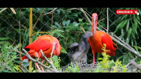 Wild Birds Feeding Their Cute Chicks In The Nest