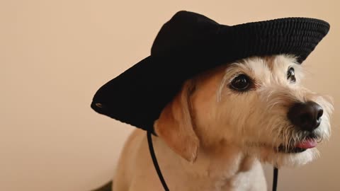 Very cute dog that wears a hat