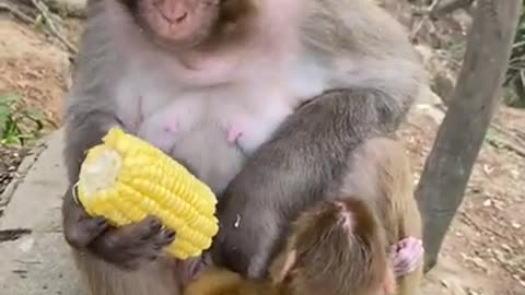 Cute Monkey China & Funny Love monkey| Animals Love