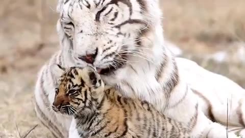 White tiger and her baby