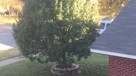 Teen Boy in Reindeer Hat Jumps Off Of Roof Into A Tree