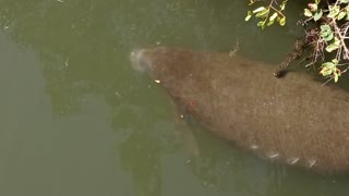 Manatee