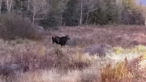 Moose Enjoying Food