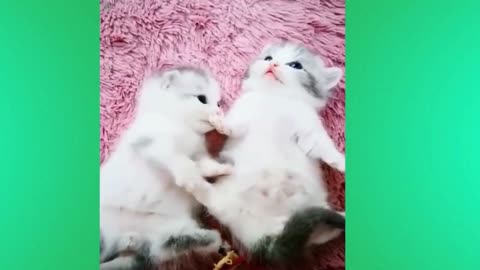 cute baby cat funny videos,super cute and funny cat videos,