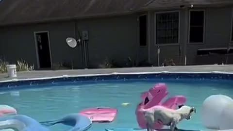 Swimming Dog Gets Super Excited Seeing Dad After Three Weeks Apart