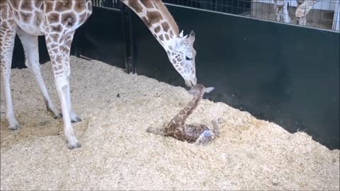 Newly born 'giraffe stands up for the/ very first time 1video