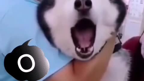 🐕 dog Crying 🐕