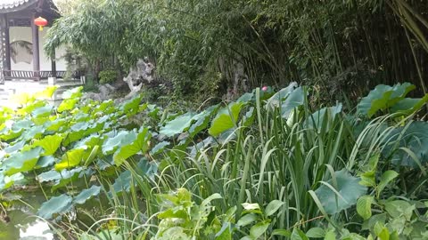 The lotus flowers in this pool are so pretty