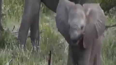 Horrifying... Angry Mother Elephant Attack Lion Madly To Protect Her Cubs - Elephant Vs Lion