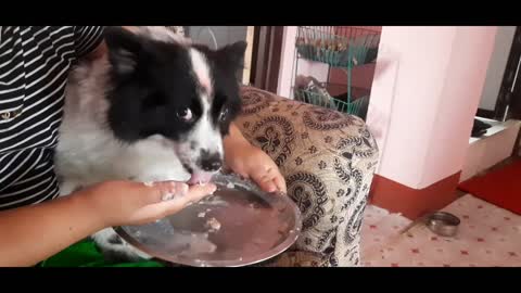 Cute dog to much eating milk bread