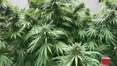 DHP Greenhouse Marijana ©️ 10-15.5-21