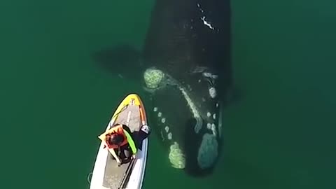 Women with _whale _ocean _shorts(1080P_HD)