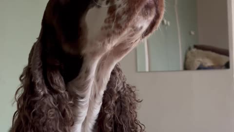 A Very Patient Cocker Spaniel Balances a Cucumber on Her Head