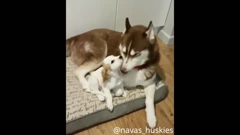 CUTE and FUNNY Husky Puppies Compilation #2