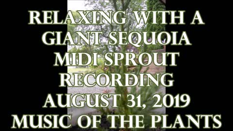 Relaxing with a Giant Sequoia August 31 2019