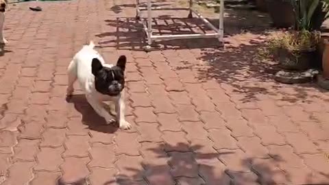 Puppy-Powered Washing Machine